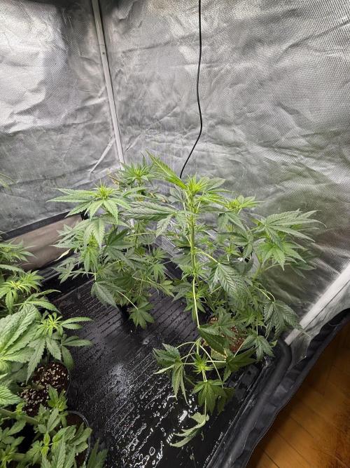 KUST x Blueberry F1. Week 5