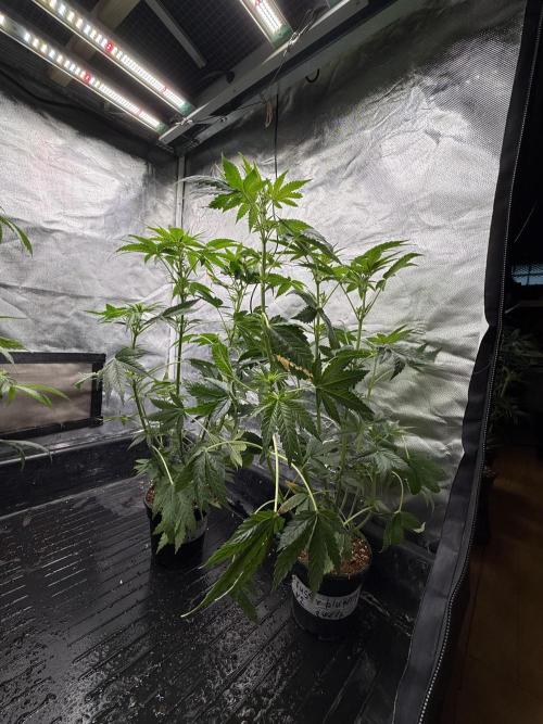 KUST x Blueberry F1. Week 5