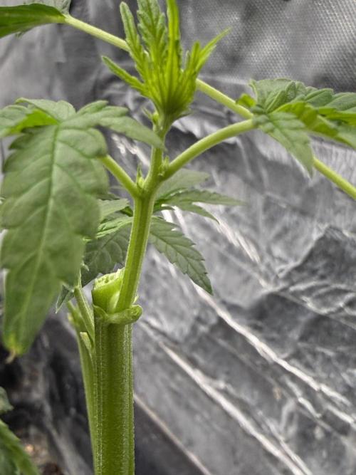 KUST x Blueberry F1. Week 5