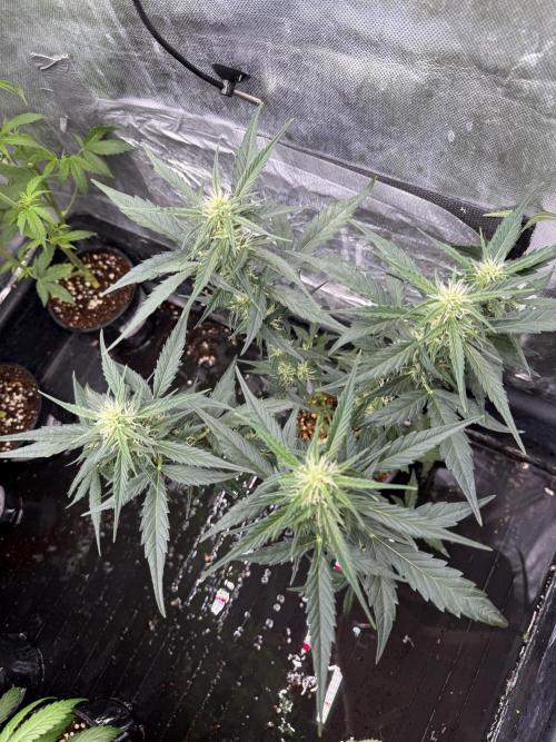 LSD Auto x Chronic Rider Fast bx F1. Week 5