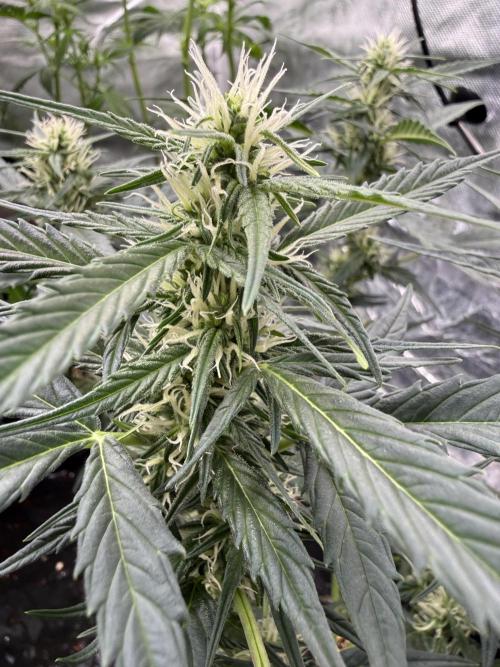 LSD Auto x Chronic Rider Fast bx F1. Week 5