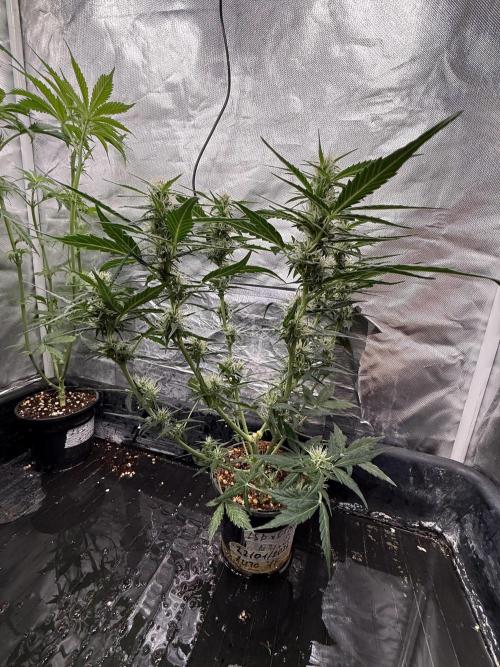 LSD Auto x Chronic Rider Fast bx F1. Week 5