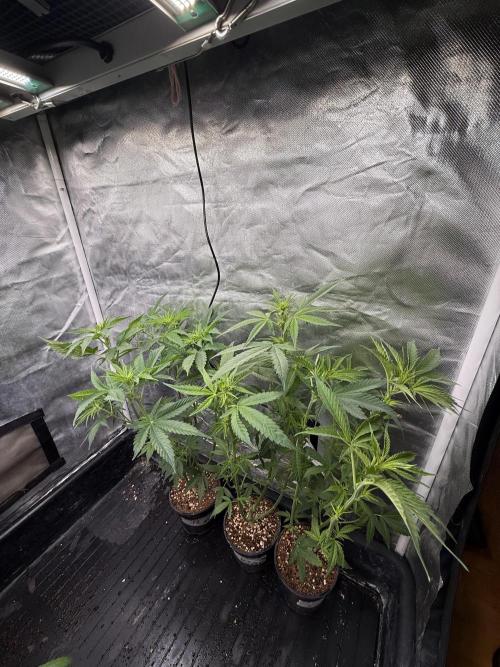 LSD Auto x Chronic Rider Fast bx F1. Week 5
