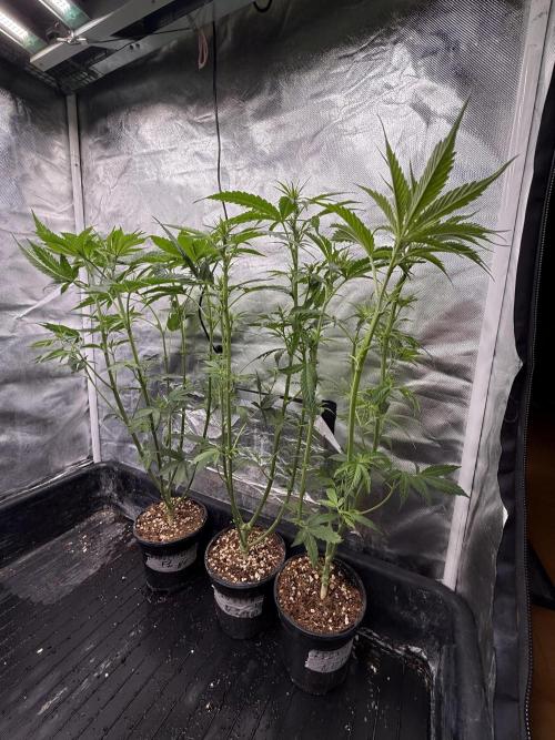 LSD Auto x Chronic Rider Fast bx F1. Week 5