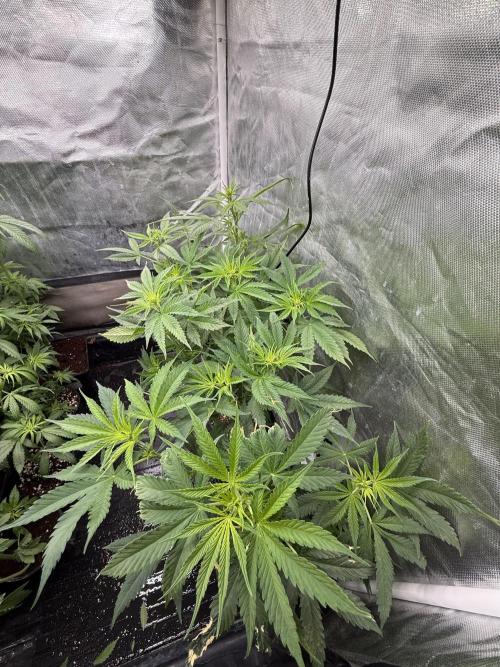 LSD Auto x Chronic Rider Fast bx F1. Week 5