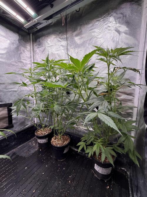 LSD Auto x Chronic Rider Fast bx F1. Week 5