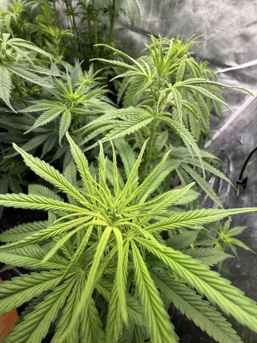 Blueberry x DC GammaBloom f1. Week 5