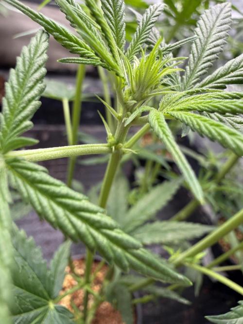 Blueberry x DC GammaBloom f1. Week 5