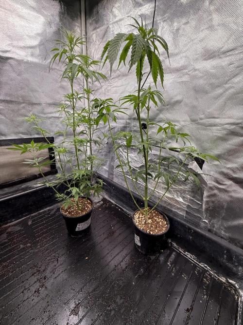 Blueberry x DC GammaBloom f1. Week 5