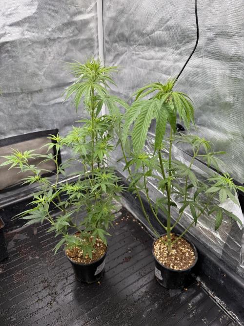 Blueberry x DC GammaBloom f1. Week 5