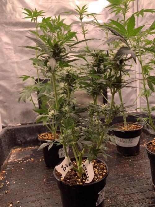 LSD Auto x Chronic Rider Fast bx F1. Week 6