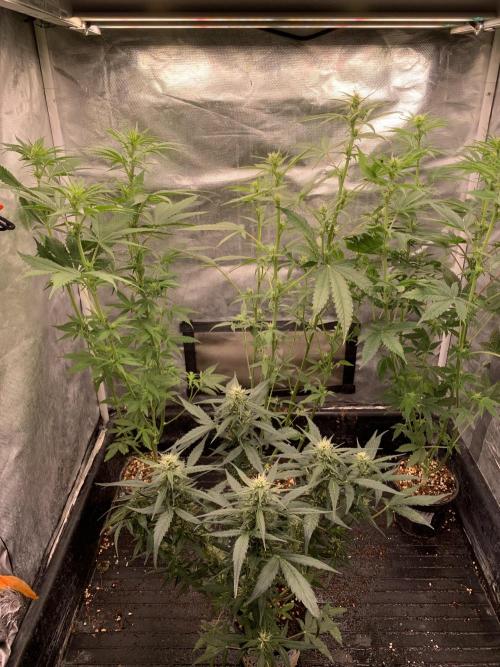 LSD Auto x Chronic Rider Fast bx F1. Week 6