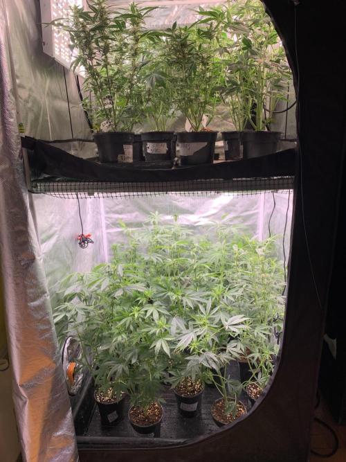 LSD Auto x Chronic Rider Fast bx F1. Week 6