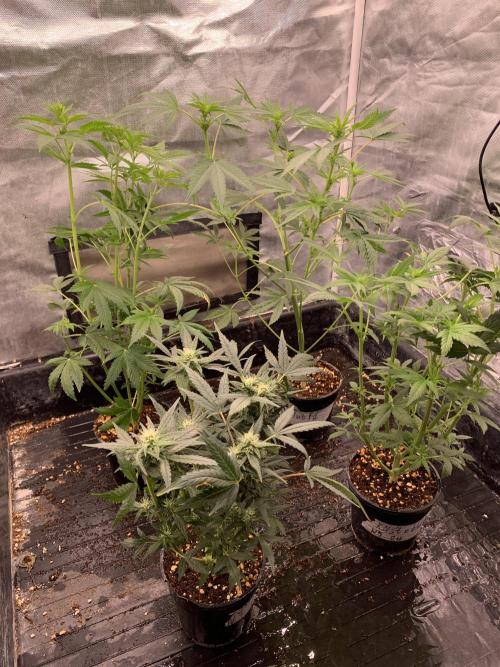 KUST x Blueberry F1. Week 6