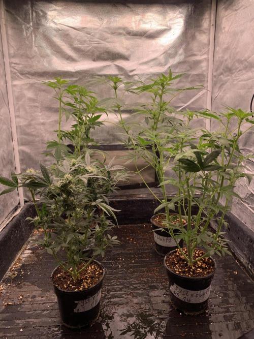 KUST x Blueberry F1. Week 6