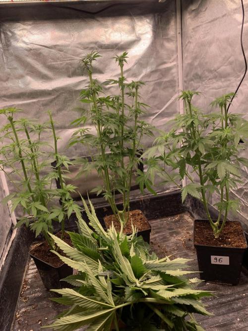 Milk Bath x Blueberry F1. Week 6