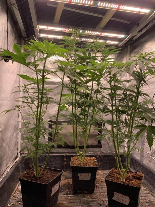 Milk Bath x Blueberry F1. Week 6