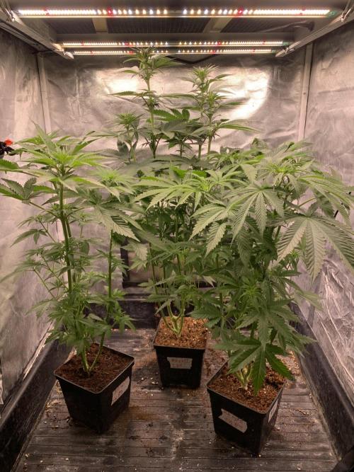 Milk Bath x Blueberry F1. Week 6