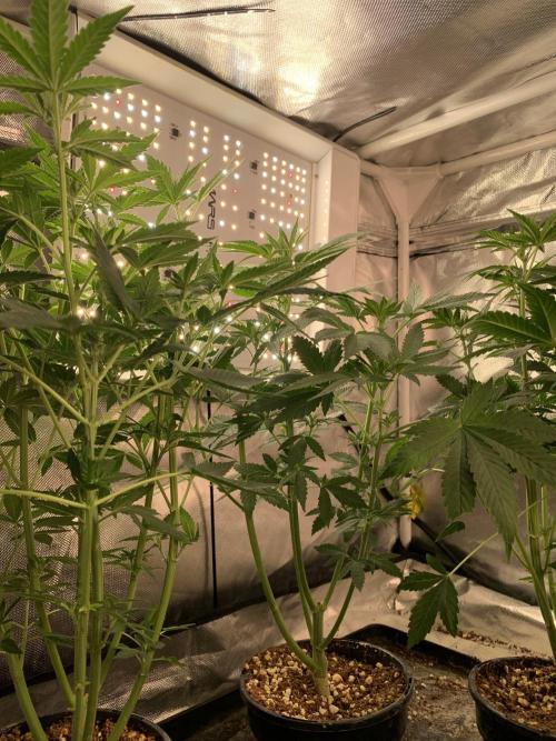 K8 F3 Frutti Favorite. Week 6