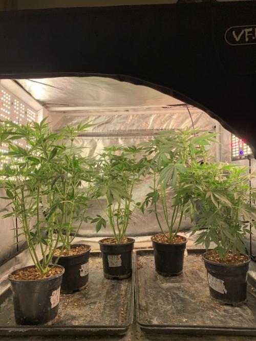 K8 F3 Frutti Favorite. Week 6