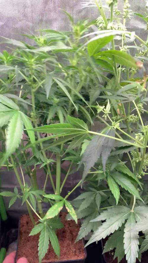 DC GammaBloom I need more seed's