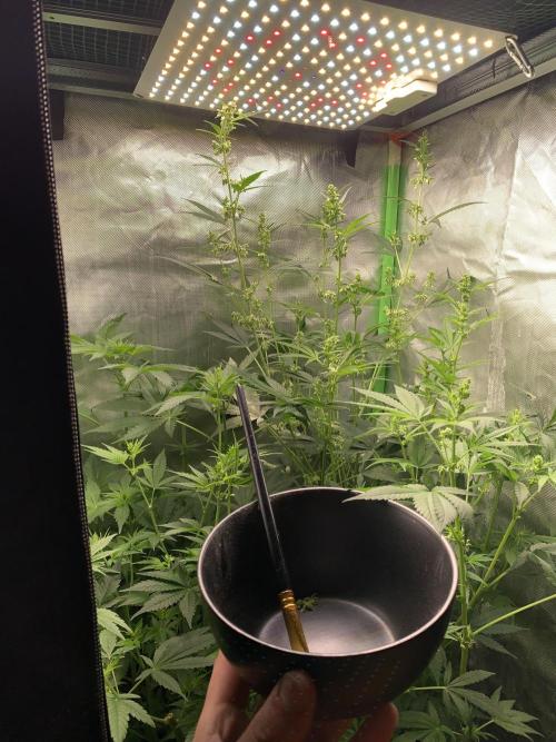 DC GammaBloom I need more seed's. Week 5