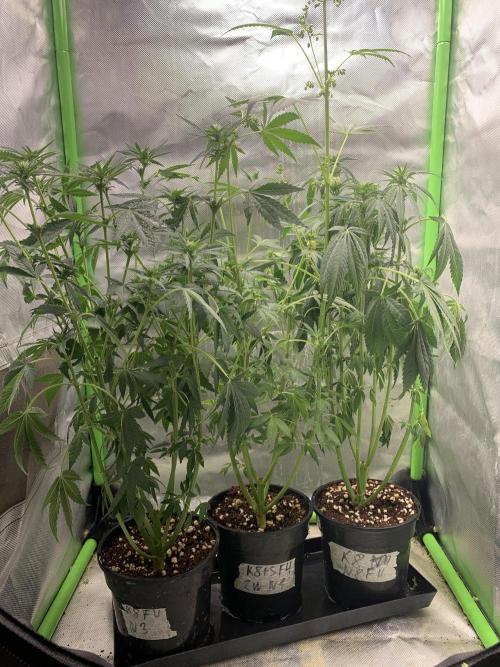 K8 F3 Frutti Favorite. Week 7