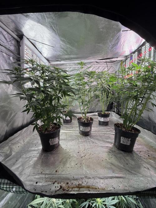 K8 F3 Frutti Favorite. Week 7