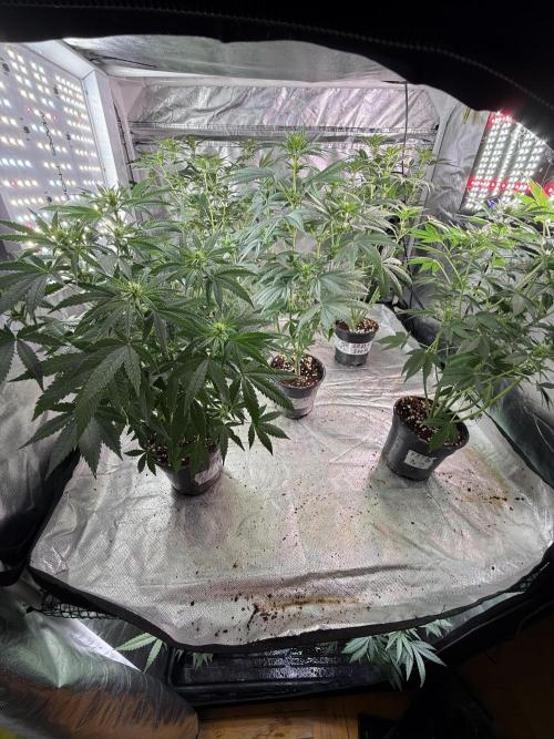 K8 F3 Frutti Favorite. Week 7