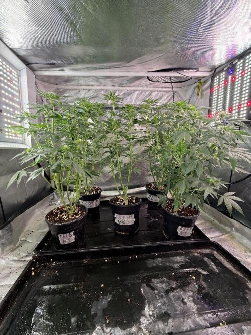 K8 F3 Frutti Favorite. Week 7