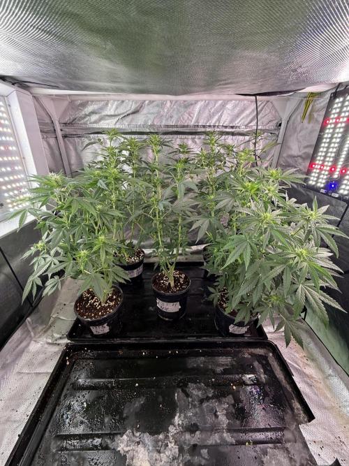 K8 F3 Frutti Favorite. Week 7