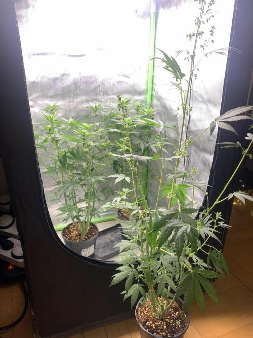 Blueberry x DC GammaBloom f1. Week 7