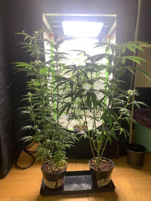 Blueberry x DC GammaBloom f1. Week 7