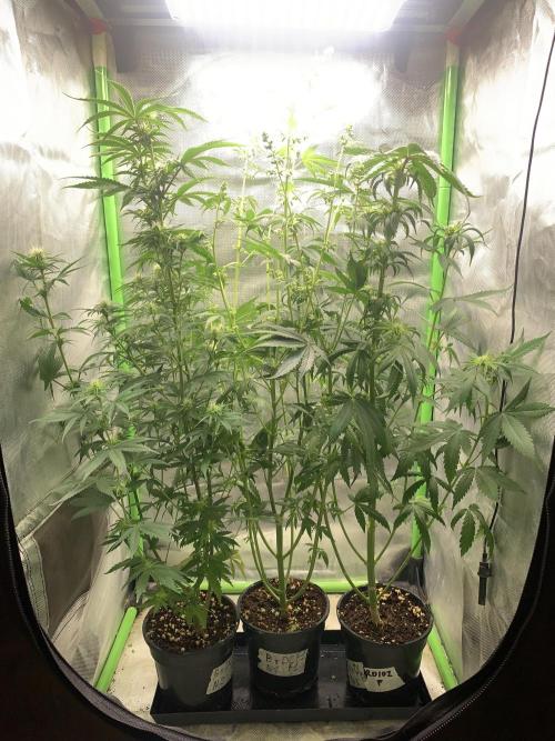 Blueberry x DC GammaBloom f1. Week 7