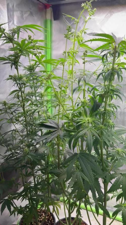 Blueberry x DC GammaBloom f1