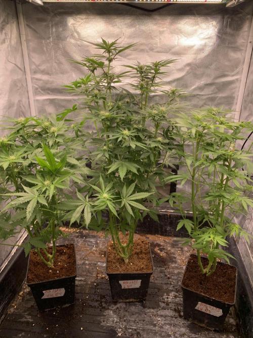 Milk Bath x Blueberry F1. Week 7