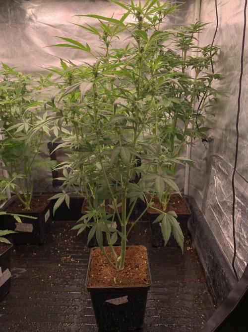 DC GammaBloom I need more seed's. Week 6