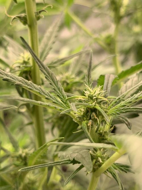 DC GammaBloom I need more seed's. Week 6