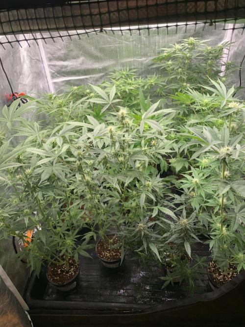 LSD Auto x Chronic Rider Fast bx F1. Week 7