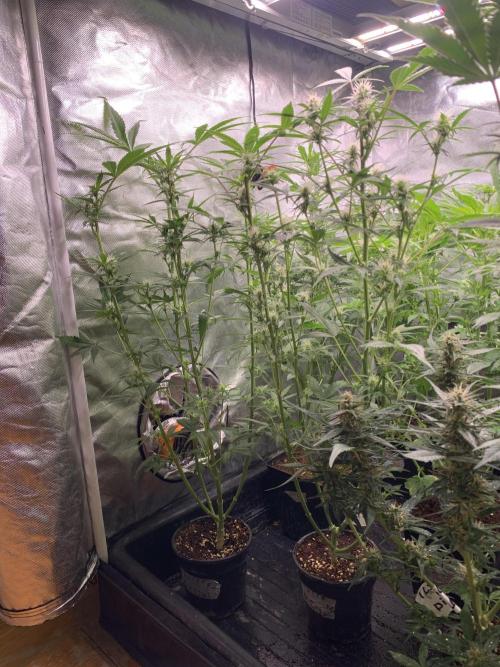 LSD Auto x Chronic Rider Fast bx F1. Week 7