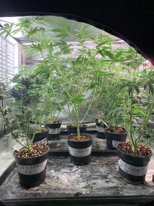 KUST x Blueberry F1. Week 7