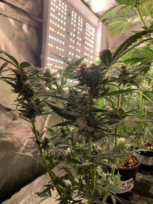 KUST x Blueberry F1. Week 7