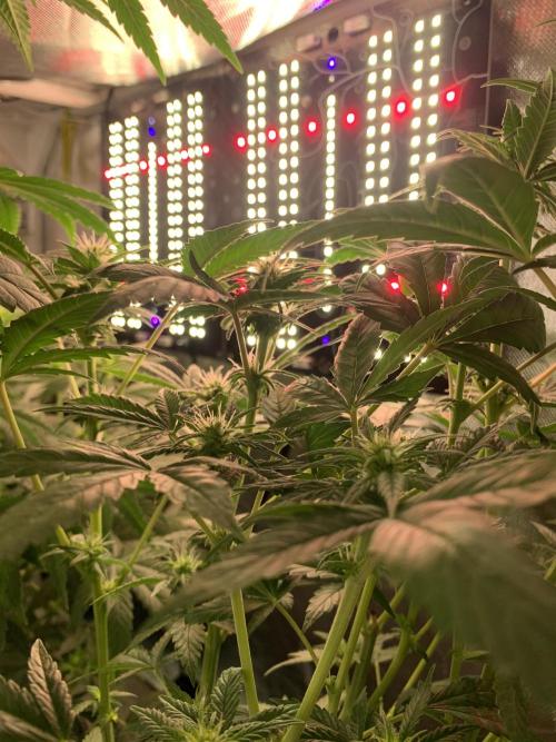 KUST x Blueberry F1. Week 7