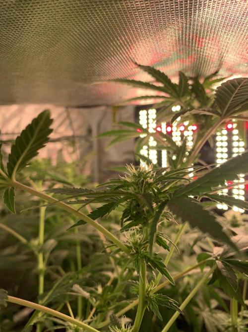 KUST x Blueberry F1. Week 7