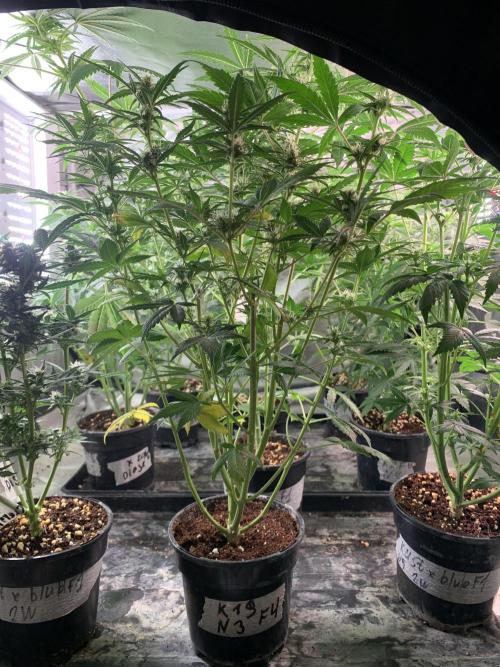 KUST x Blueberry F1. Week 7