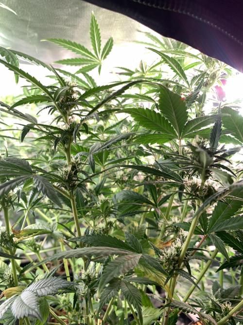 KUST x Blueberry F1. Week 7