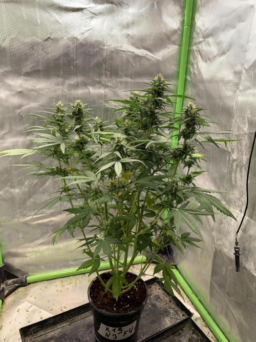 K19 F3. Week 8
