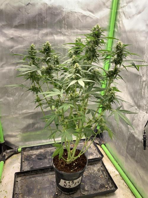 K19 F3. Week 8