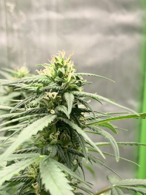 K19 F3. Week 8