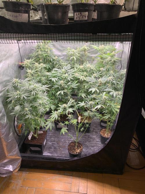 K19 F3. Week 8